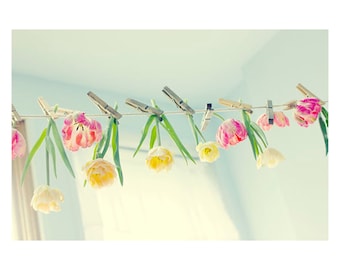 Tulip Photograph, Pink, Cream Shabby Chic Wall Art, Floral Art Print