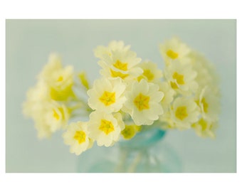 Yellow Primrose Art Print, Flower Photography,  Shabby Chic Wall Art, Floral  Art Print