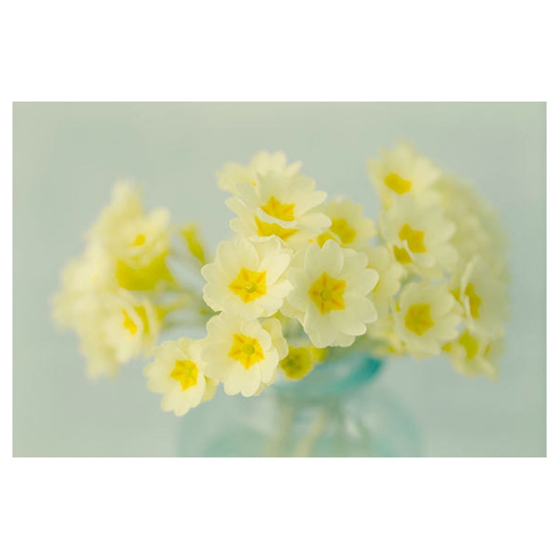 Yellow Primrose Art Print, Flower Photography, Shabby Chic Wall Art, Floral Art Print image 1