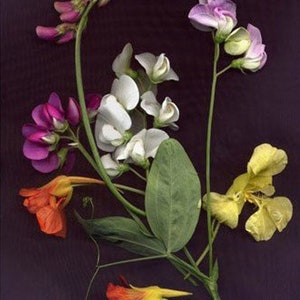May include: A bouquet of pressed flowers with purple, white, and yellow blooms. The flowers are arranged on a dark purple background.