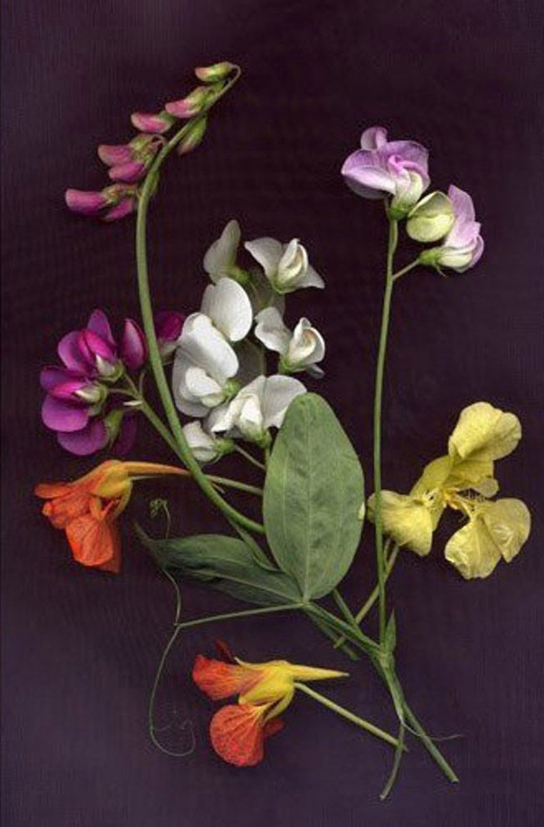 May include: A bouquet of pressed flowers with purple, white, and yellow blooms. The flowers are arranged on a dark purple background.