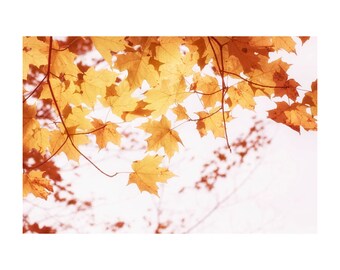 Autumn Leaves Photograph, Gold Yellow Art Print,  Nature Photography