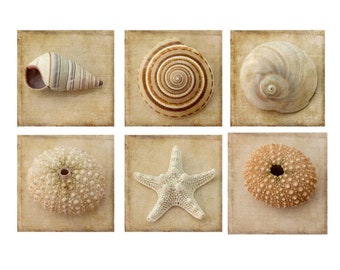 Seashell Art Print Set of 6, Sea Shell Photograph Set, Beach Cottage Decor,  Sepia Photography, Starfish, Sea Urchin