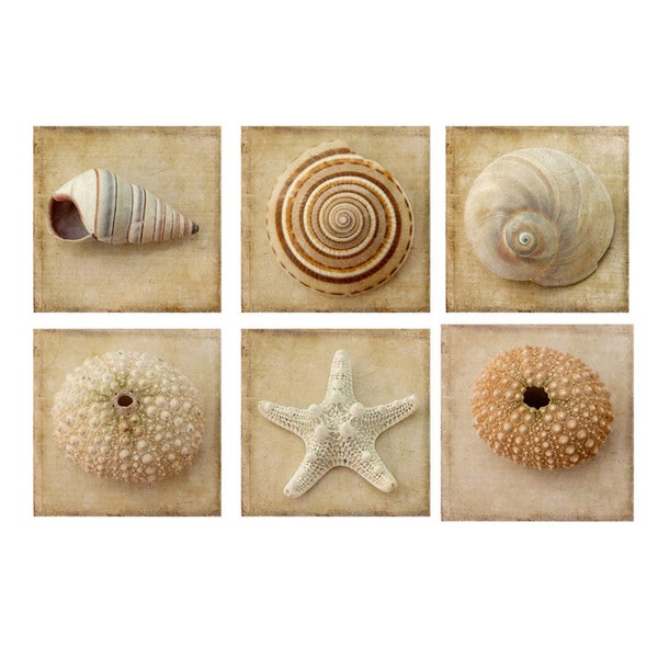 Seashell Art Print Set of 6, Sea Shell Photograph Set, Beach Cottage Decor,  Sepia Photography, Starfish, Sea Urchin