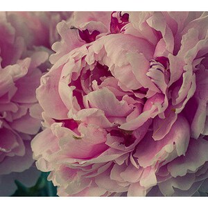 May include: Close-up of a pink peony flower in bloom. The petals are soft and delicate, with a slight pink hue. The flower is in full bloom, with the center of the flower visible.