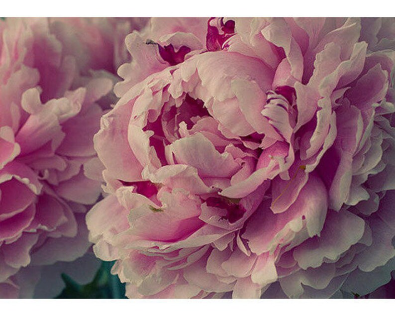 May include: Close-up of a pink peony flower in bloom. The petals are soft and delicate, with a slight pink hue. The flower is in full bloom, with the center of the flower visible.