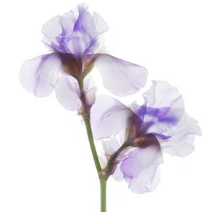 Iris Photograph,  Botanical Scanner Flower Art Print