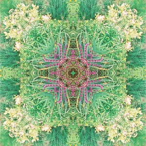 Pu&ograve; includere: Un'immagine di caleidoscopio simmetrica di un giardino con fogliame verde, fiori viola e fiori bianchi.