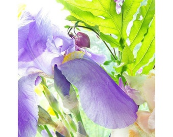 Iris Art Print,  Flower Photography, Nursery Art, Purple Chartreuse Wall Decor