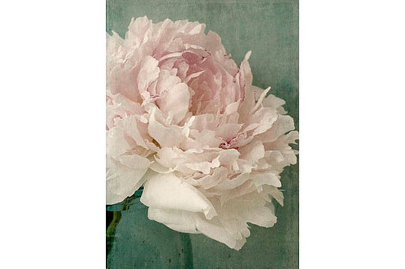 Peony Photograph, Peony Wall Art, Shabby Chic Wall Decor, French Country Home image 2