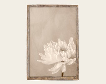 Sepia Flower Photography, White Chrysanthemum Modern Farmhouse Decor, Rustic Wall Art Print