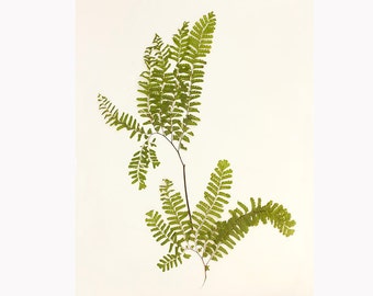 Fern Art Print, Pressed Fern Botanical Print, Rustic  Decor