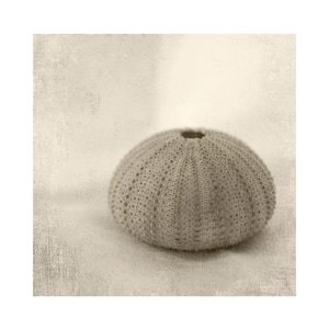 Sea Urchin Shell  Sepia Photograph: Beach Cottage Print