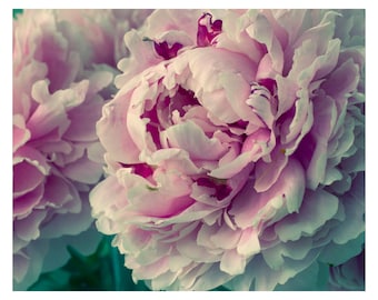 Peony Photograph, Fine Art Print, Peony Flower Wall Art, Bedroom Decor