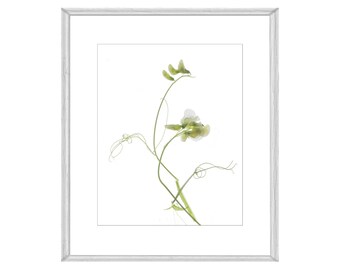 Printable Sweet Pea Botanical Print,  White Flower Photograph, Digital