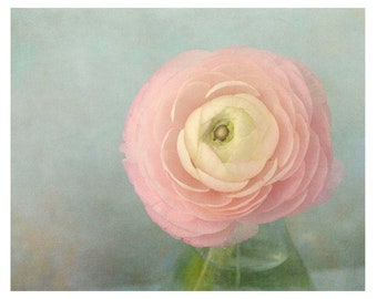 Pink Ranunculus Print,  Pastel Art Print, Flower Photograph, Peaceful Art