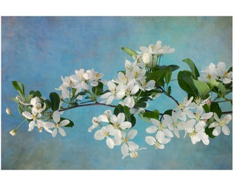 White Flower Print, Apple Blossom Art, Flower Photograph, Boho Wall Art, Asian Inspired Art