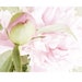 see more listings in the Peonies section