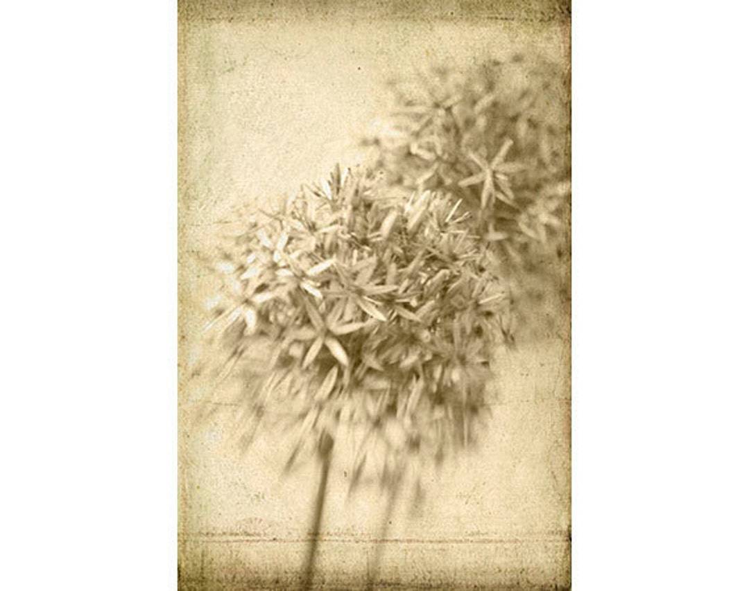 Sepia Photograph, Allium Still Life, Flower Photography, Botanical Art ...