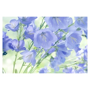 Flower Photograph, Blue Flower Print, French Farmhouse Decor