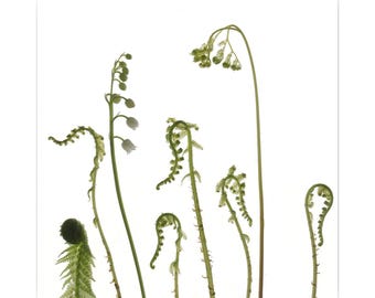 Pressed Fern Botanical Art Print: Minimalist Wall Decor