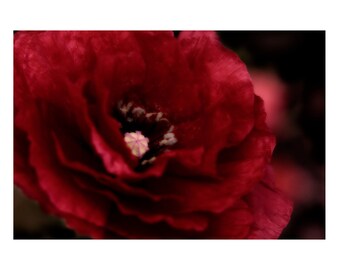 Dark Red Poppy Art Print, Dramatic Flower Photograph