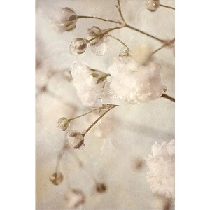 Macro Flower Photograph, Baby's Breath Art, Neutral Decor, Sepia Print, White Flower Photography, imagem 3