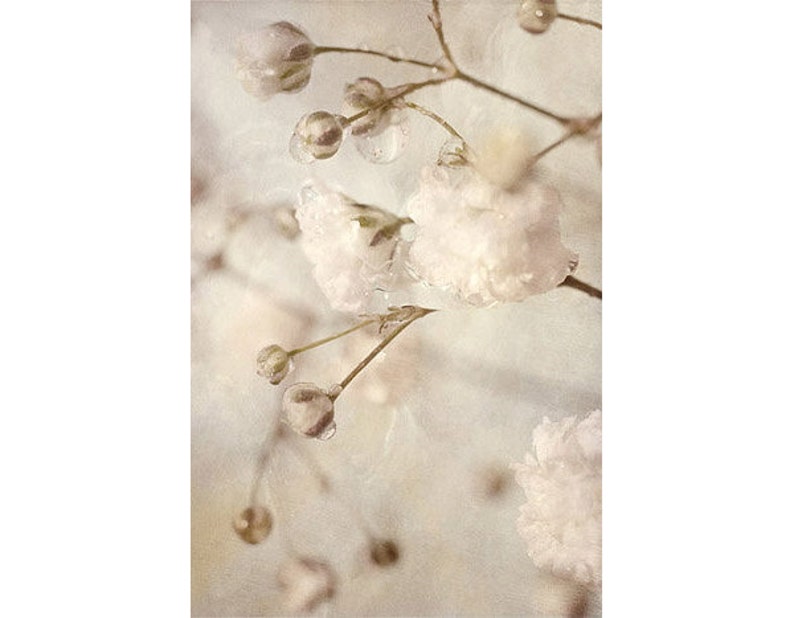 Macro Flower Photograph, Baby's Breath Art, Neutral Decor, Sepia Print, White Flower Photography, image 3