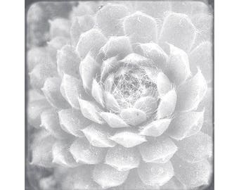 Succulent Print, White Wall Art, Flower Photograph, Over Bed Art