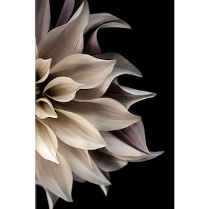 Cream Dahlia Flower Photograph, Contemporary Dahlia Floral Art Print on Black