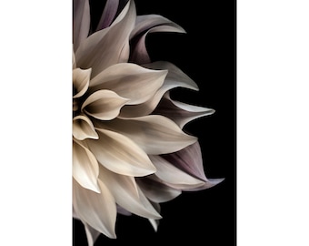 Cream Dahlia Flower Photograph, Contemporary Dahlia Floral Art Print on Black