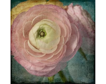 Pink Ranunculus  Floral Print, Dark Flower Photography