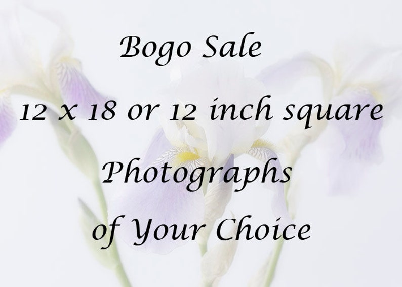 Bogo Sale, 12 x 12 or 12 x 18 Photographs of Your Choice, Buy One Photograph Get the Rest for Half Price image 1