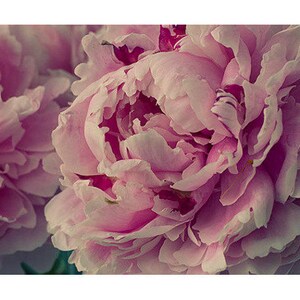 May include: Close-up of a bouquet of pink peonies with soft, delicate petals.