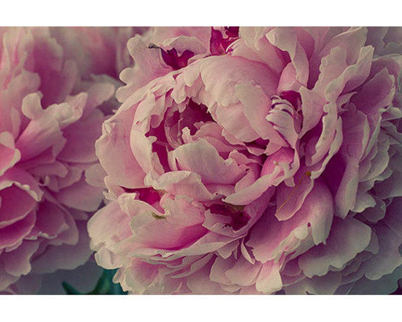 May include: Close-up of a bouquet of pink peonies with soft, delicate petals.