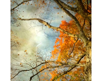 Sky Tree Photograph, Abstract Art Print, Orange Blue Wall Art, Autumn Foliage Landscape