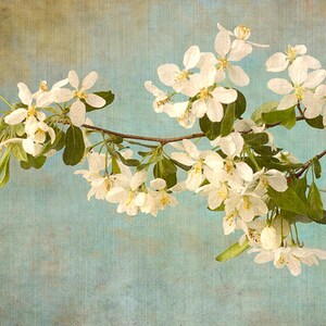 Apple Blossom Print, White Flower Wall Art, Asian Wall Art, Flower Photograph image 4