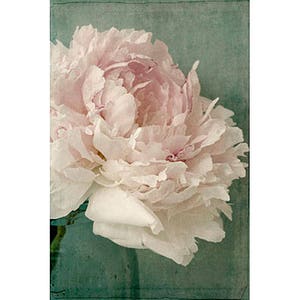 Peony Photograph, Peony Wall Art, Shabby Chic Wall Decor, French Country Home image 1