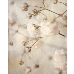 Macro Flower Photograph, Baby's Breath Art, Neutral Decor, Sepia Print, White Flower Photography, image 1