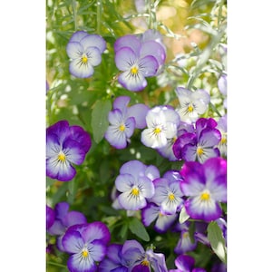 Sunlit Pansy Flower Art Print, Purple Flower Photograph