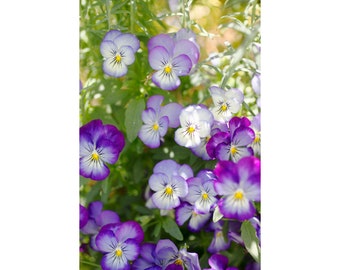 Sunlit Pansy Flower Art Print, Purple Flower Photograph