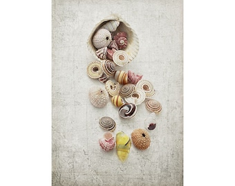 Seashell Photograph, Beach Art Print, Sea Shells Photograph, Nautical Wall Decor,  Sea Urchin And Shells Still Life