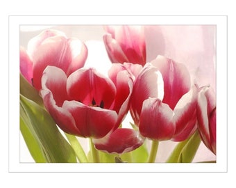 Red Tulip Flower Note Card,  Blank Card,  Floral Greeting Card