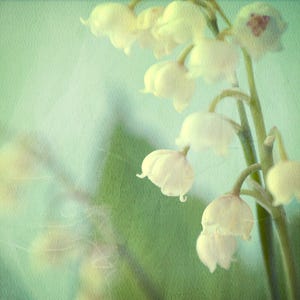 Lily of the Valley Photograph, Soft Mint