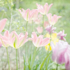 May include: A soft, dreamy image of pink tulips with green stems and leaves. The background is a soft green and white.
