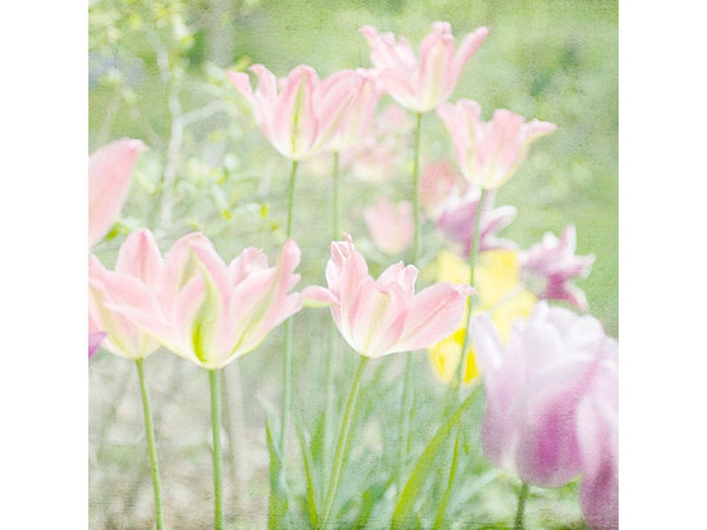 May include: A soft, dreamy image of pink tulips with green stems and leaves. The background is a soft green and white.