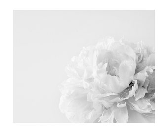 White Peony Art Print,  White on White Flower Photograph