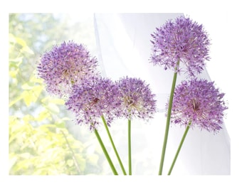 Purple Allium Flower Photograph, Flower Wall Art,  Pastel Art Print, Modern Boho Print