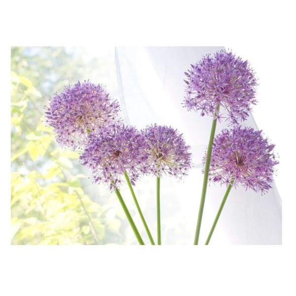 Purple Allium Flower Photograph, Flower Wall Art,  Pastel Art Print, Modern Boho Print