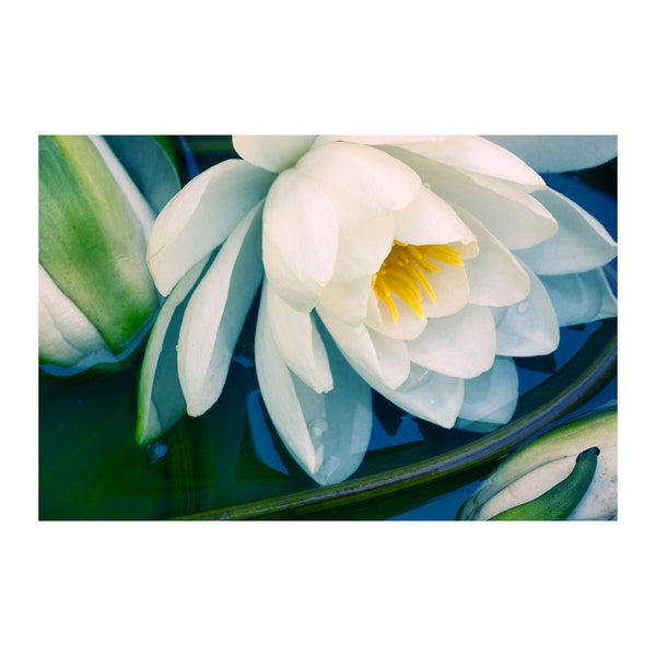 White Water Lily Photograph,  WaterLily Print, Over Bed Wall Art